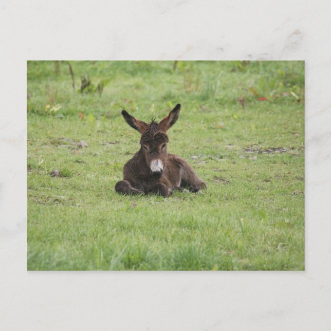 Postal Descanso en la hierba (Anverso)