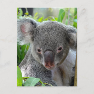 Postal Descanso, feliz Koala