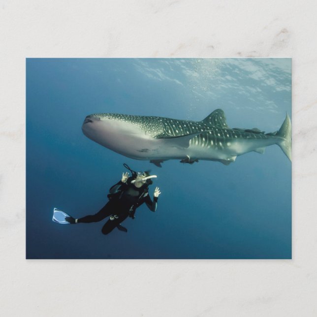 Postal ¿Descanso Para La Cobertura? (Anverso)