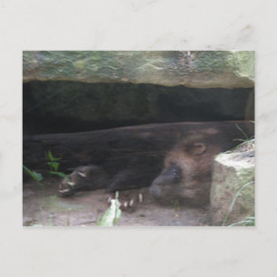 Postal Descanso Wolverine Doble Expuesta, Muestra Cuchill