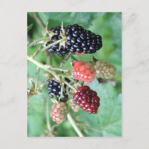 Postal Descripción de resumen Blackberries en una varieda