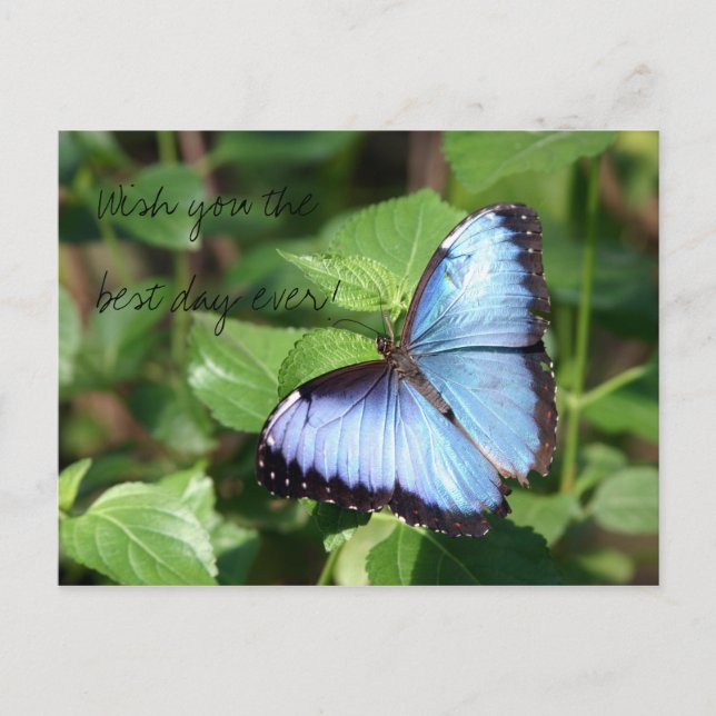 Postal ¡Deséele el mejor día nunca! (Anverso)