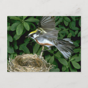 Postal Desembarco de Warbler de castaño en nido