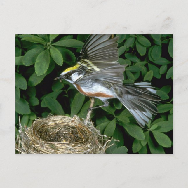 Postal Desembarco de Warbler de castaño en nido (Anverso)