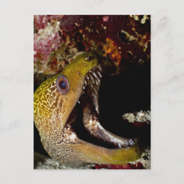 Postal Desembocadura de un margen amarillento e intimidan (Anverso)