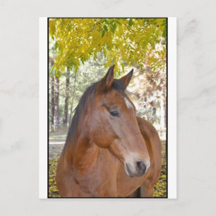Postal Desencadenador ~ El increíble caballo de rescate