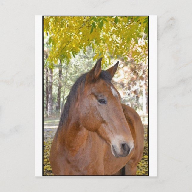 Postal Desencadenador ~ El increíble caballo de rescate (Anverso)