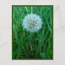 Postal Deseo Postcard