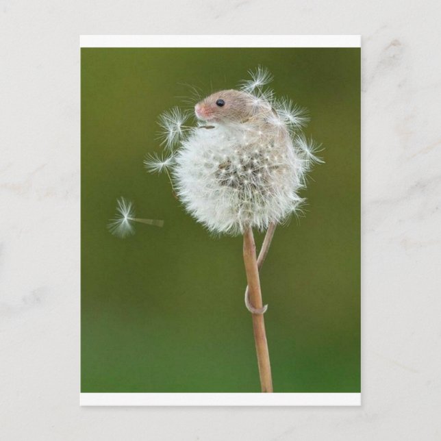 Postal Deseos del ratón (Anverso)