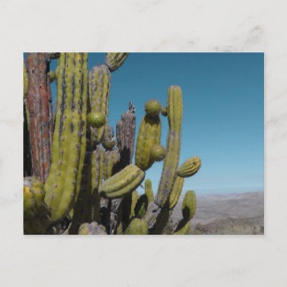 Postal Desert Cactus