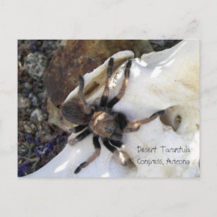 Postal Desert Tarantula