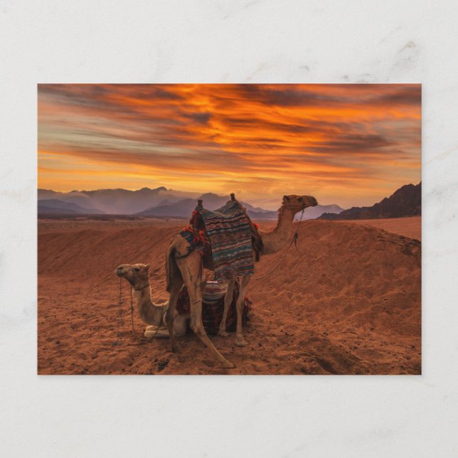 Postal Deserts | Bactrian Camel Egypt Sand Dune (Anverso)