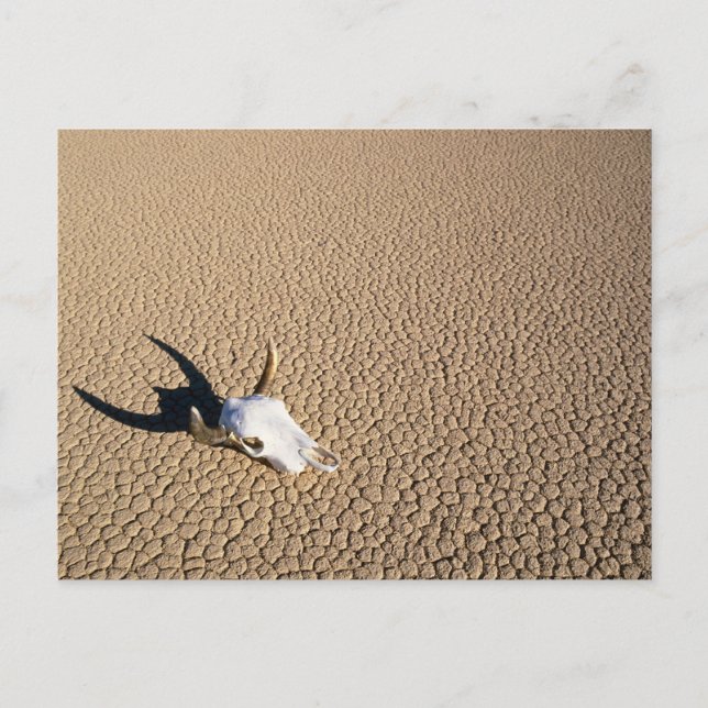 Postal Deserts | Cow Skull on the Desert Ground (Anverso)