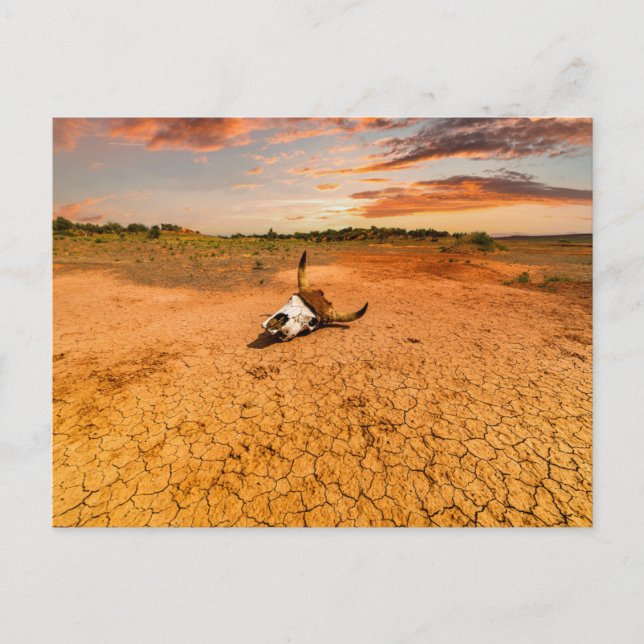 Postal Deserts | Desert with Cow Skull (Anverso)