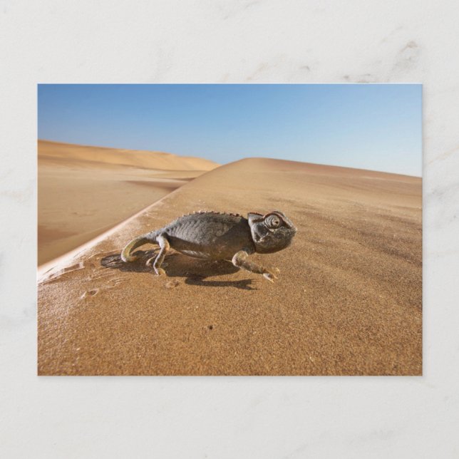 Postal Deserts | Namaqua Chameleon in Desert (Anverso)