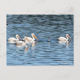 Postal Desfile Pelicano - Postcard