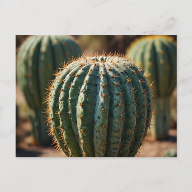Postal Desierto de Cactus Hermoso (Anverso)