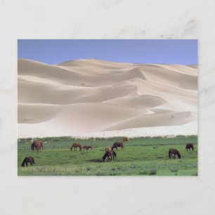 Postal Desierto de Gobi   Caballos salvajes