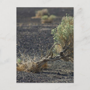 Postal Desierto de Sagebrush