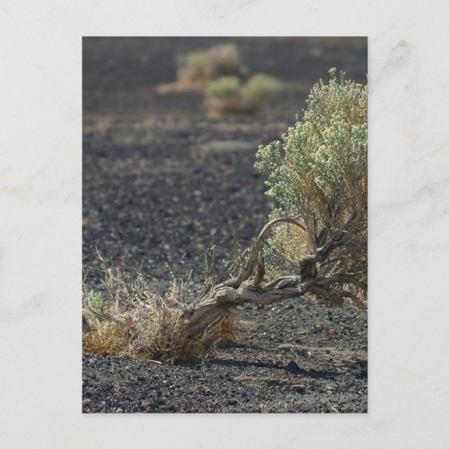 Postal Desierto de Sagebrush (Anverso)