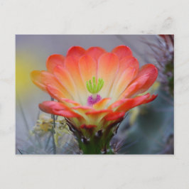 Postal Desierto en flor