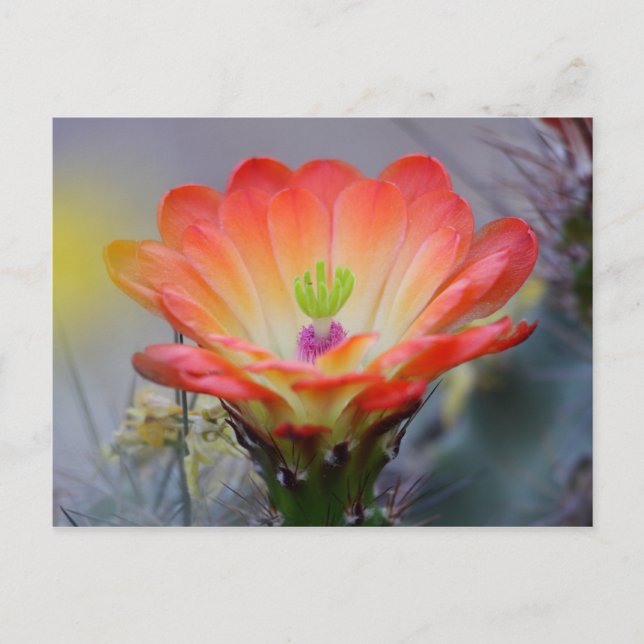 Postal Desierto en flor (Anverso)