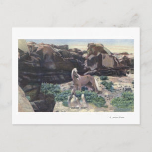 Postal Desierto Rojo, WY - Stallion Palomino salvaje capt