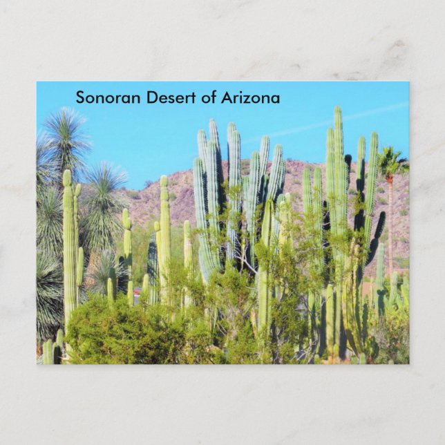 Postal Desierto sonoro de Arizona (Anverso)