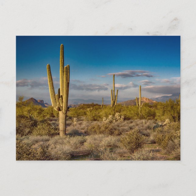 Postal Desiertos | Montañas de Superstición, Arizona (Anverso)