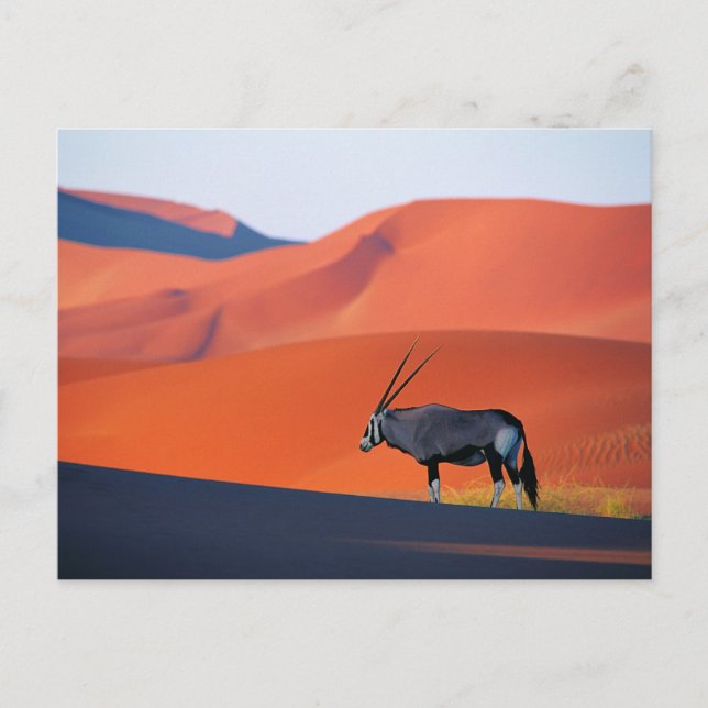 Postal Desiertos | Namib Desert Oryx (Anverso)