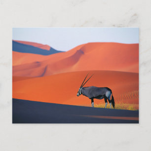 Postal Desiertos   Namib Desert Oryx