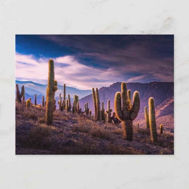 Postal Desiertos | Paisaje de Cactus Argentina (Anverso)