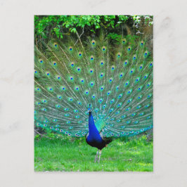 Postal Deslumbramiento del pavo real