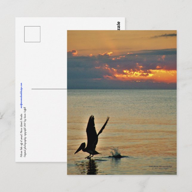 Postal Despegar pelícano en la puesta de sol de la Costa  (Anverso / Reverso)