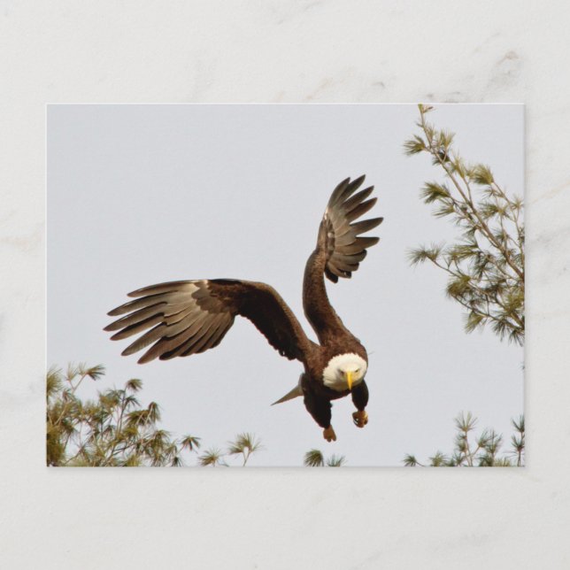 Postal Despegue del águila calva (Anverso)
