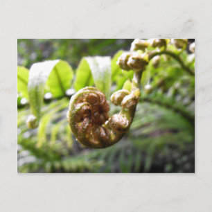 Postal Despliegue de Fern Frond