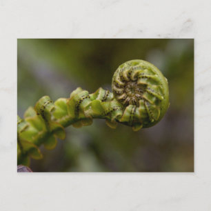 Postal Despliegue de Fern Frond