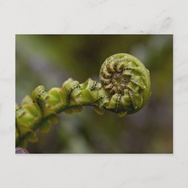Postal Despliegue de Fern Frond (Anverso)