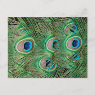 Postal Desplome de pavo real