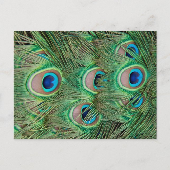 Postal Desplome de pavo real (Anverso)