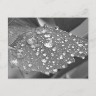 Postal Después de la lluvia