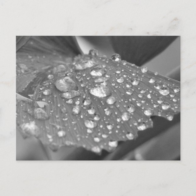 Postal Después de la lluvia (Anverso)