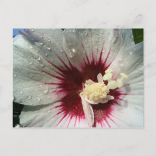 Postal Después de la lluvia