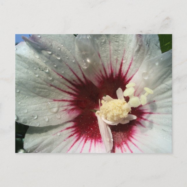 Postal Después de la lluvia (Anverso)