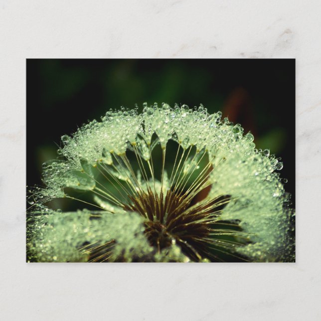 Postal Después de la lluvia - Dandelion con gotas (Anverso)