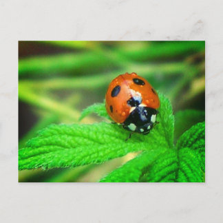Postal Después de la lluvia - Ladybug con gotas