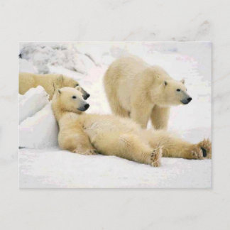 Postal Después del oso de la cena