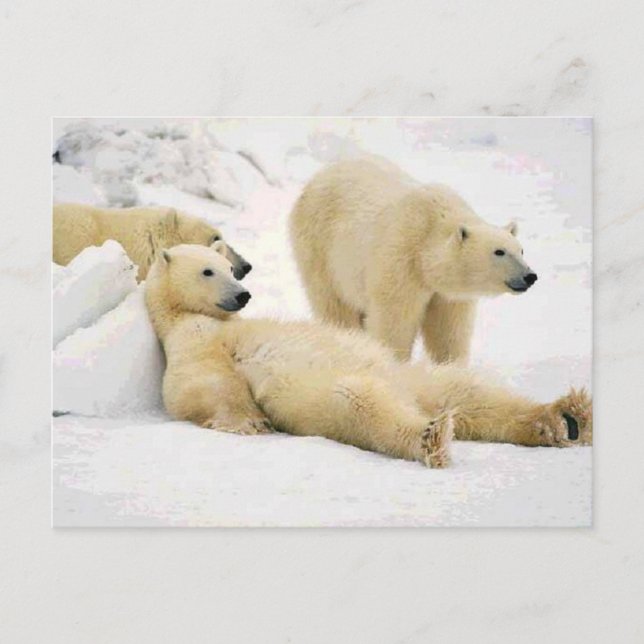 Postal Después del oso de la cena (Anverso)