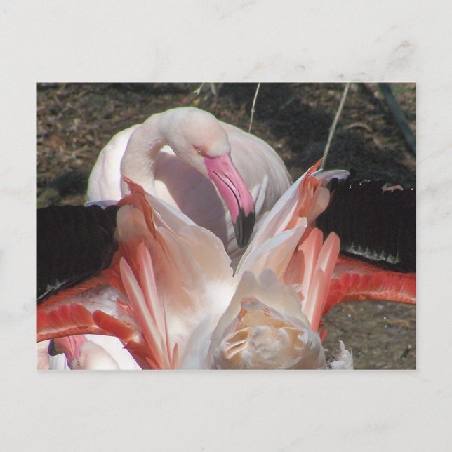 Postal ¡Destella! (Anverso)