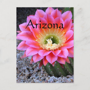 Postal Destello de cactus rosa, Arizona